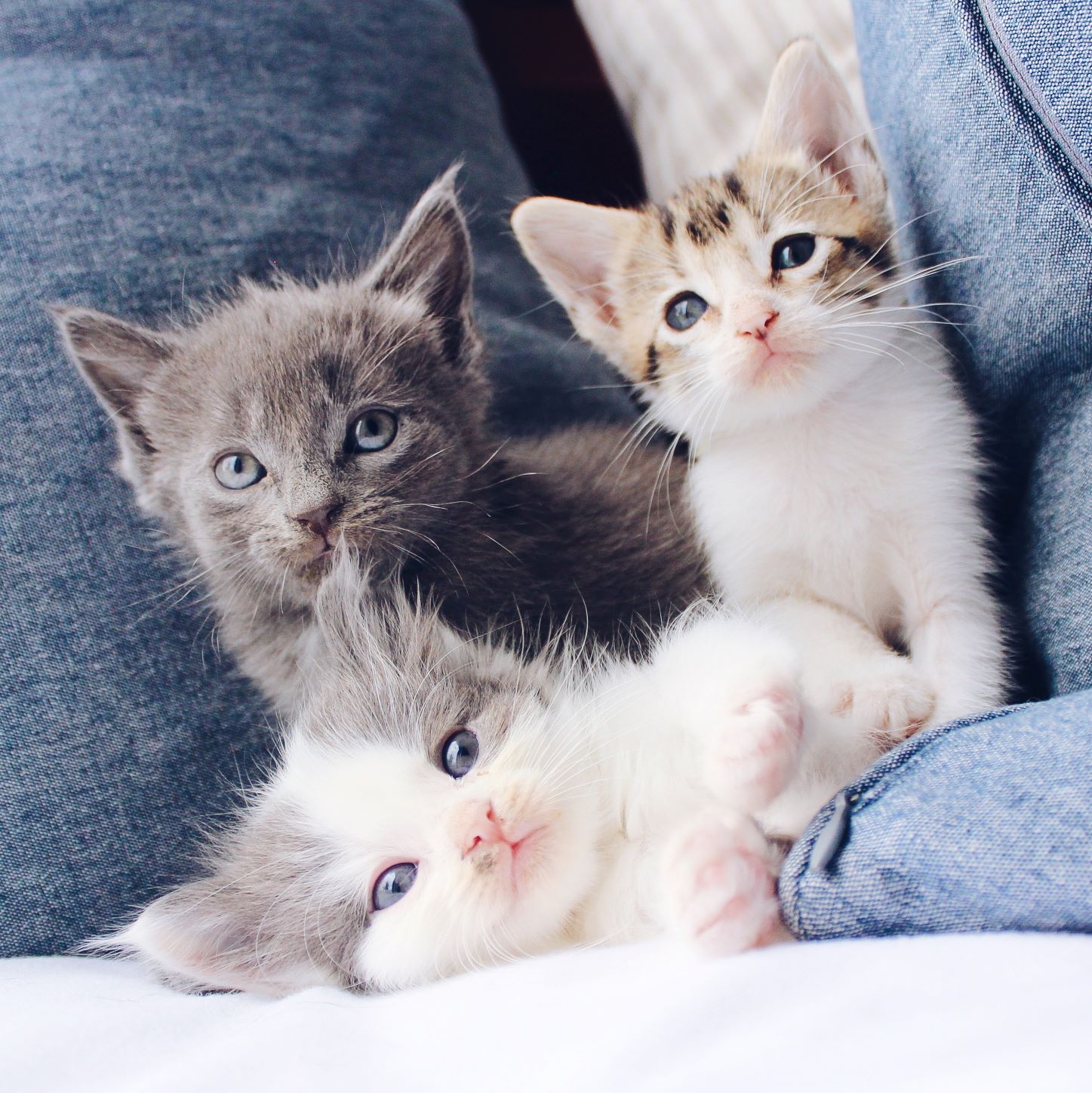cute cat for the homepage